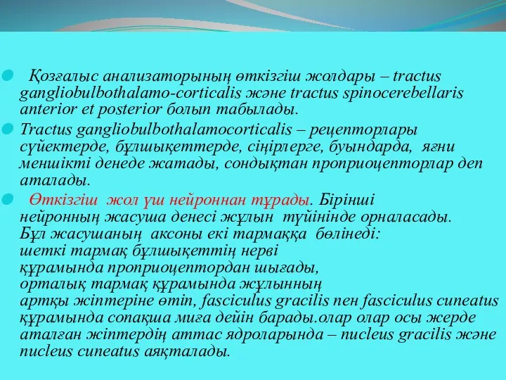 Қозғалыс анализаторының өткізгіш жолдары – tractus gangliobulbothalamo-corticalis және tractus spinocerebellaris