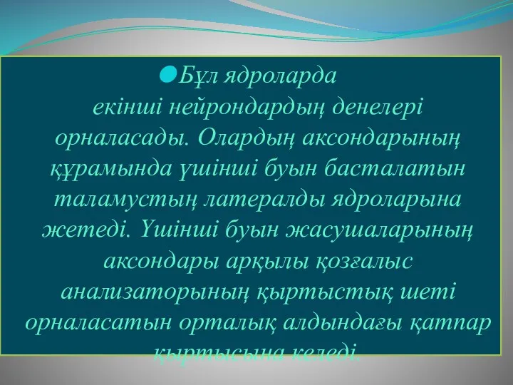 Бұл ядроларда екінші нейрондардың денелері орналасады. Олардың аксондарының құрамында үшінші