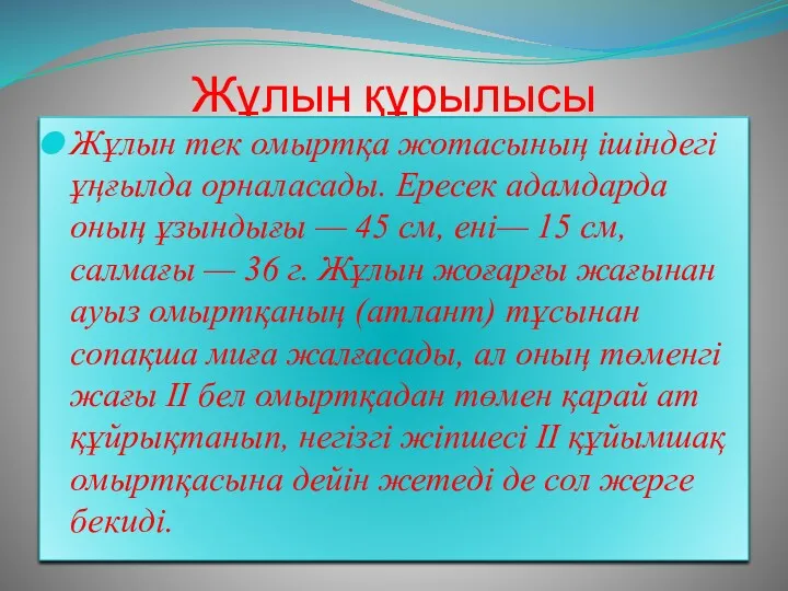 Жұлын құрылысы Жұлын тек омыртқа жотасының ішіндегі ұңғылда орналасады. Ересек