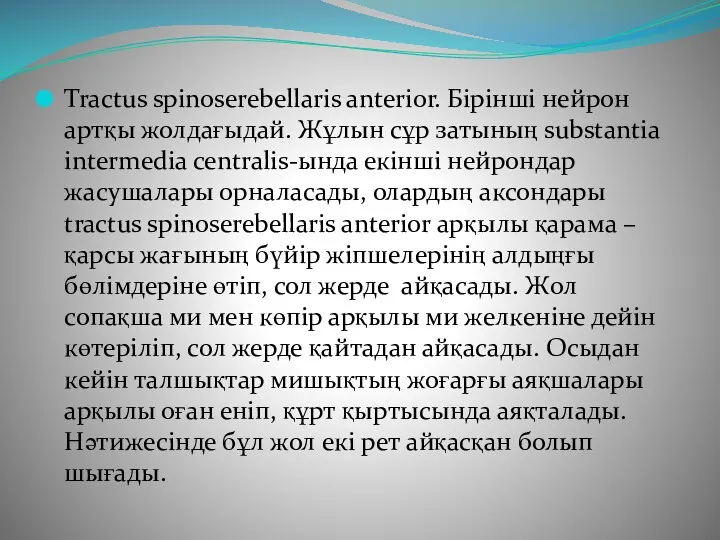 Tractus spinoserebellaris anterior. Бірінші нейрон артқы жолдағыдай. Жұлын сұр затының