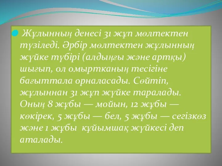 Жұлынның денесі 31 жұп мөлтектен түзіледі. Әрбір мөлтектен жұлынның жүйке