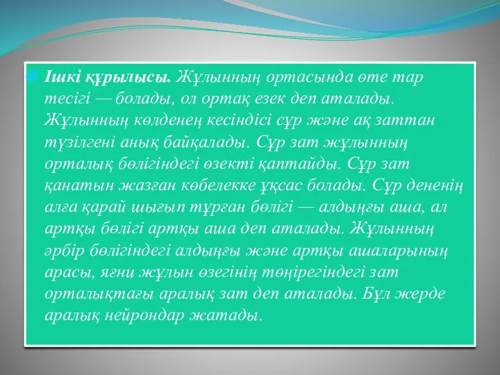 Ішкі құрылысы. Жұлынның ортасында өте тар тесігі — болады, ол