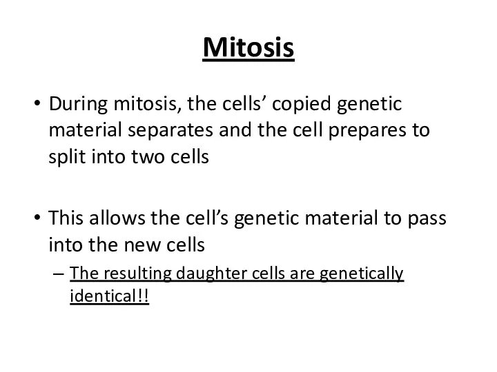 Mitosis During mitosis, the cells’ copied genetic material separates and