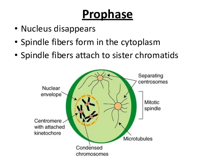 Prophase Nucleus disappears Spindle fibers form in the cytoplasm Spindle fibers attach to sister chromatids