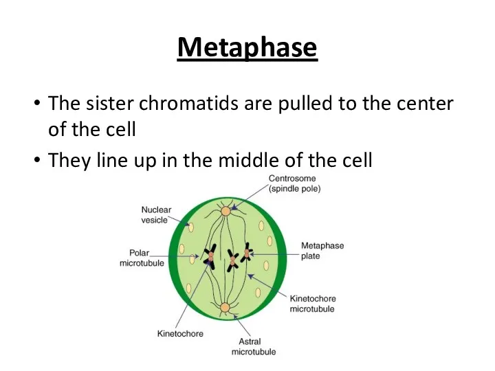 Metaphase The sister chromatids are pulled to the center of