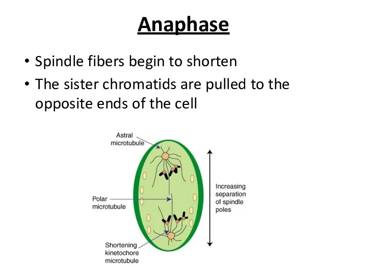 Anaphase Spindle fibers begin to shorten The sister chromatids are