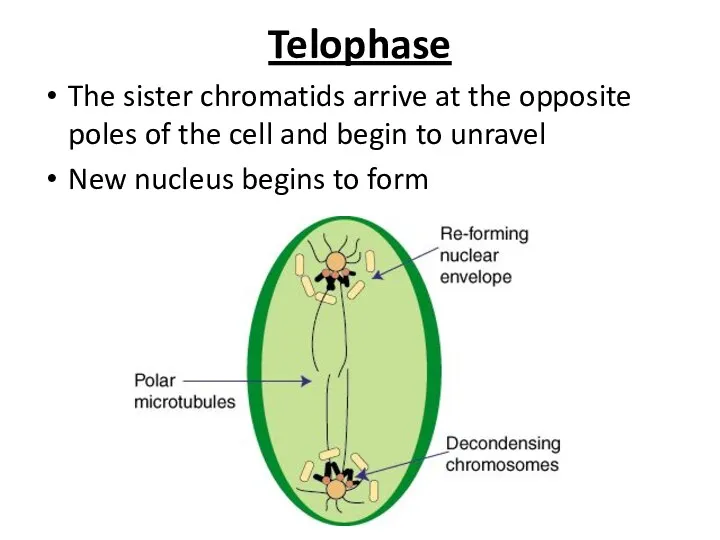 Telophase The sister chromatids arrive at the opposite poles of