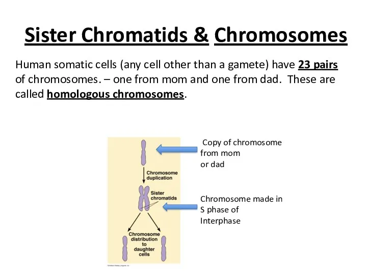 Sister Chromatids & Chromosomes Human somatic cells (any cell other