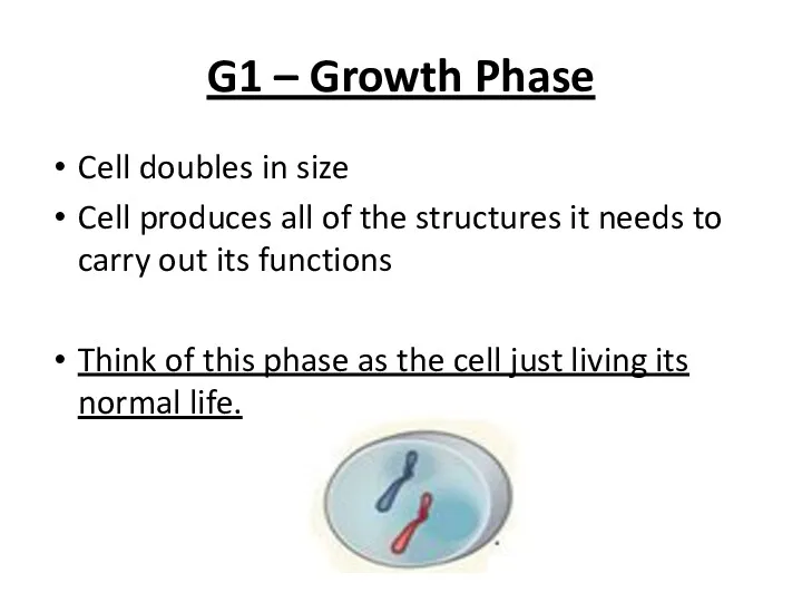 G1 – Growth Phase Cell doubles in size Cell produces