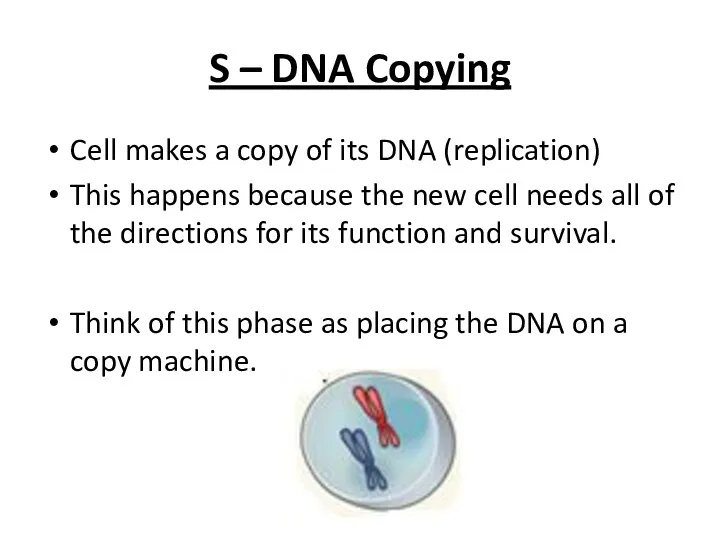 S – DNA Copying Cell makes a copy of its