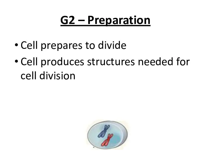 G2 – Preparation Cell prepares to divide Cell produces structures needed for cell division