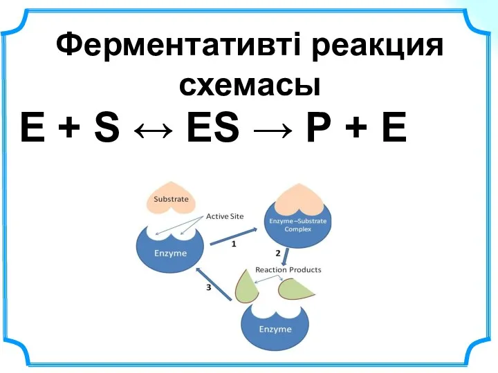 Ферментативті реакция схемасы Е + S ↔ ЕS → Р + Е