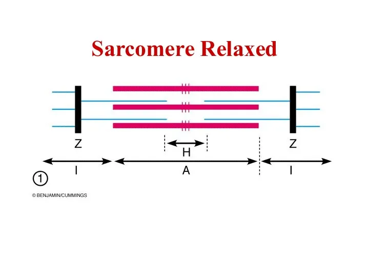 Sarcomere Relaxed