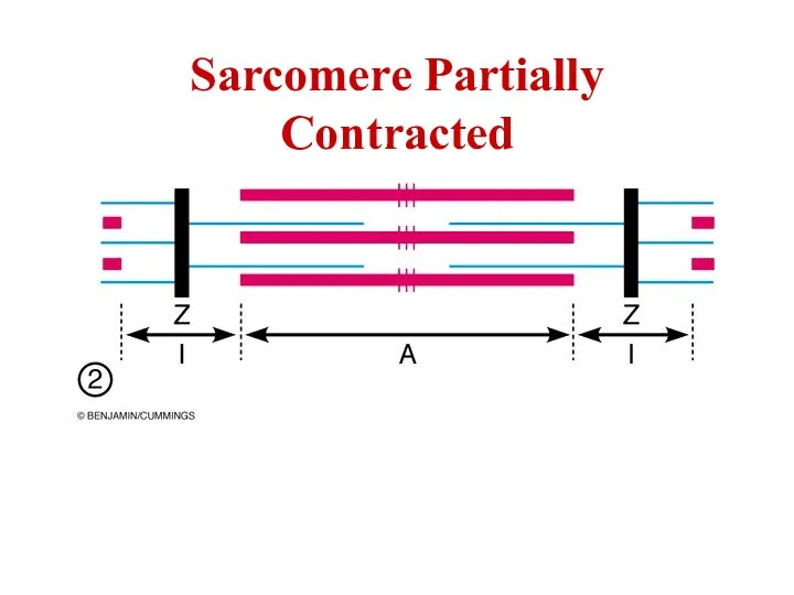 Sarcomere Partially Contracted