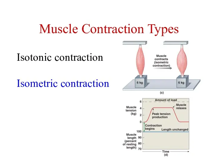 Muscle Contraction Types Isotonic contraction Isometric contraction