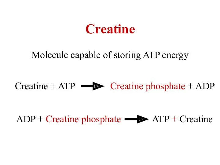Creatine Molecule capable of storing ATP energy