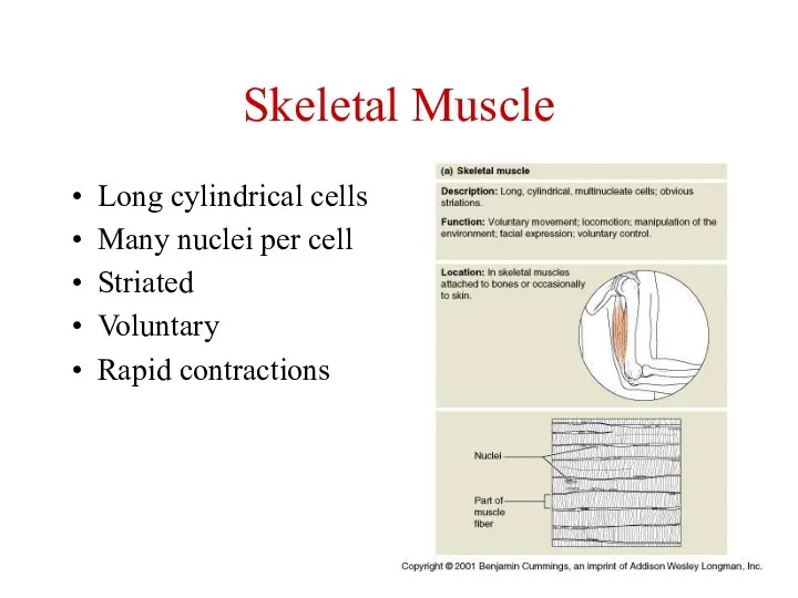 Skeletal Muscle Long cylindrical cells Many nuclei per cell Striated Voluntary Rapid contractions