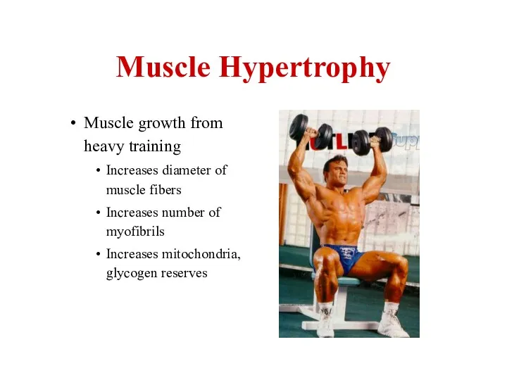 Muscle Hypertrophy Muscle growth from heavy training Increases diameter of