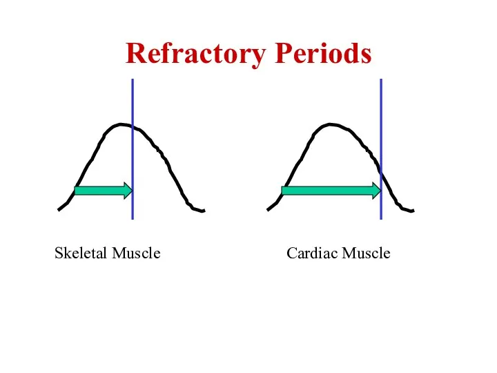Skeletal Muscle Cardiac Muscle Refractory Periods
