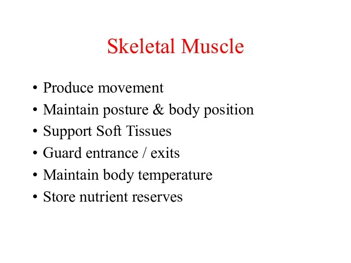 Skeletal Muscle Produce movement Maintain posture & body position Support