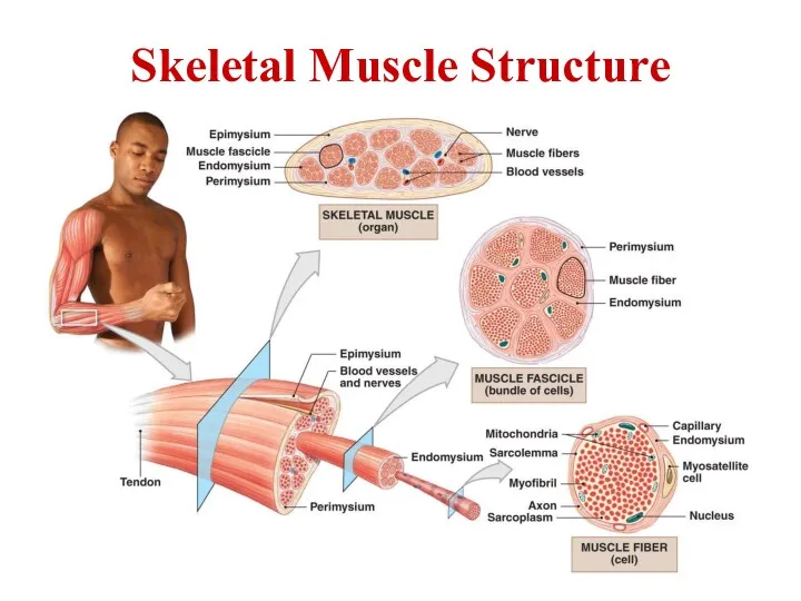 Skeletal Muscle Structure