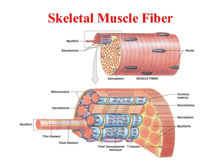 Skeletal Muscle Fiber