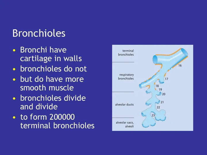 Bronchioles Bronchi have cartilage in walls bronchioles do not but