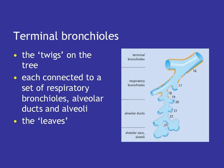 Terminal bronchioles the ‘twigs’ on the tree each connected to