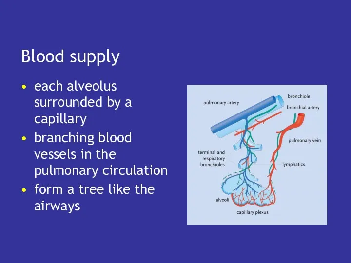 Blood supply each alveolus surrounded by a capillary branching blood