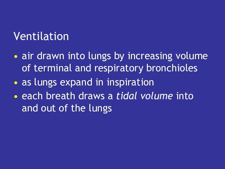 Ventilation air drawn into lungs by increasing volume of terminal