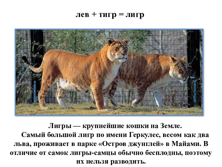 лев + тигр = лигр Лигры — крупнейшие кошки на
