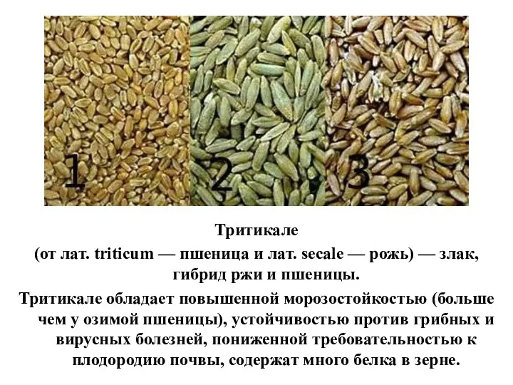 Тритикале (от лат. triticum — пшеница и лат. secale —