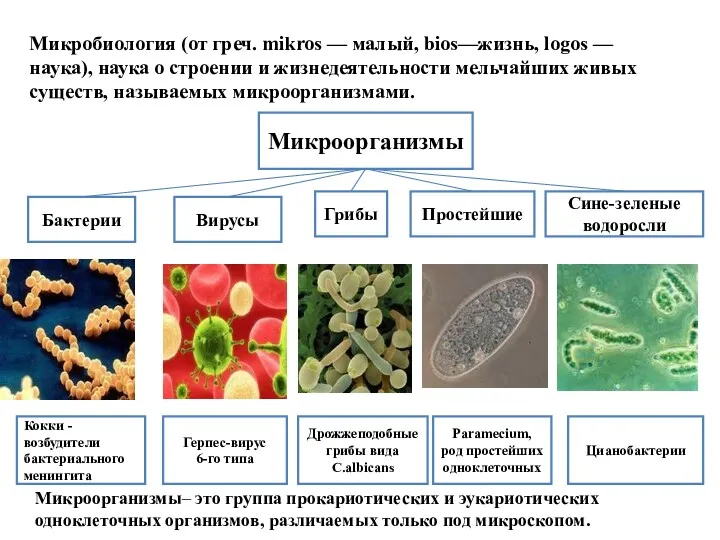 Микробиология (от греч. mikros — малый, bios—жизнь, logos — наука),