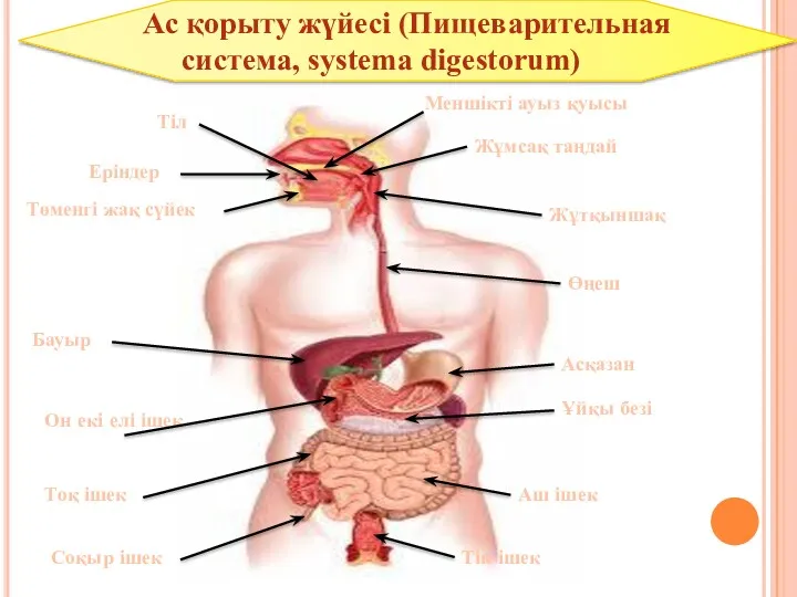 Төменгі жақ сүйек Еріндер Тіл Меншікті ауыз қуысы Жұмсақ таңдай