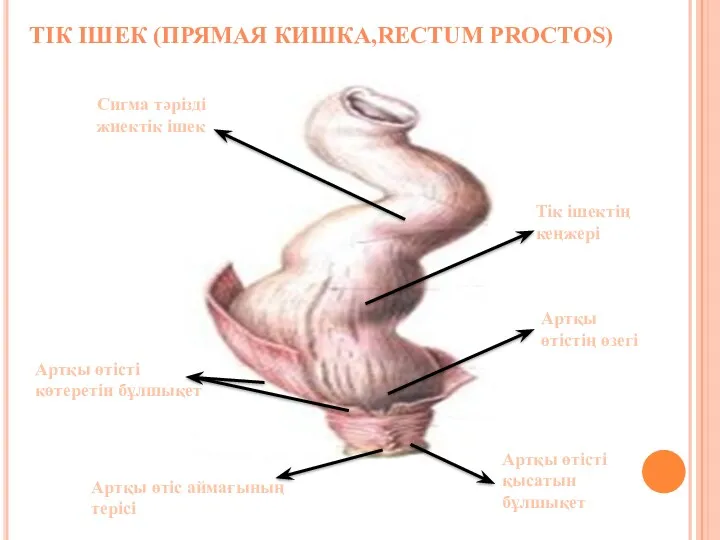 ТІК ІШЕК (ПРЯМАЯ КИШКА,RECTUM PROCTOS) Сигма тәрізді жиектік ішек Тік