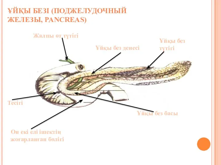 ҰЙҚЫ БЕЗІ (ПОДЖЕЛУДОЧНЫЙ ЖЕЛЕЗЫ, PANCREAS) Жалпы өт түтігі Ұйқы без