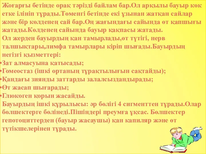 Жоғарғы бетінде орақ тәрізді байлам бар.Ол арқылы бауыр көк етке