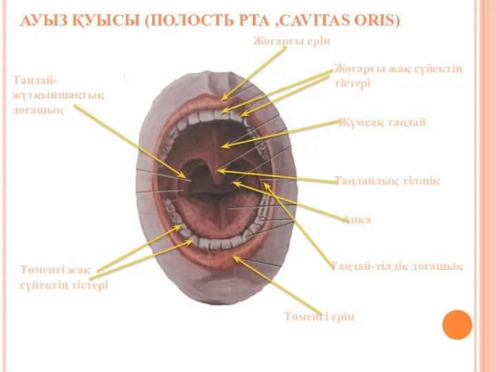 АУЫЗ ҚУЫСЫ (ПОЛОСТЬ РТА ,CAVITAS ORIS) Жоғарғы ерін Жоғарғы жақ