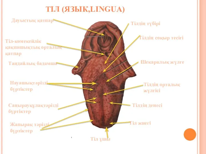 ТІЛ (ЯЗЫК,LINGUA) Тілдің түбірі Тілдің соқыр тесігі Шекаралық жүлге Тілдің