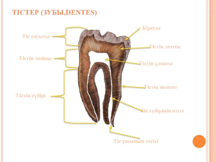 ТІСТЕР (ЗУБЫ,DENTЕS) Кіреуке Тістік заттек Тістің ұлпасы Тістік цемент Тіс