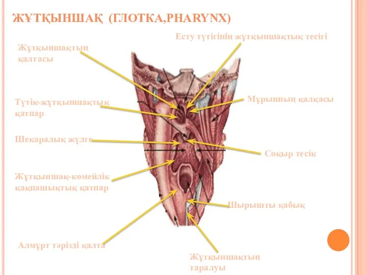 ЖҰТҚЫНШАҚ (ГЛОТКА,PHARYNX) Мұрынның қалқасы Соқыр тесік Жұтқыншақтың таралуы Алмұрт тәрізді