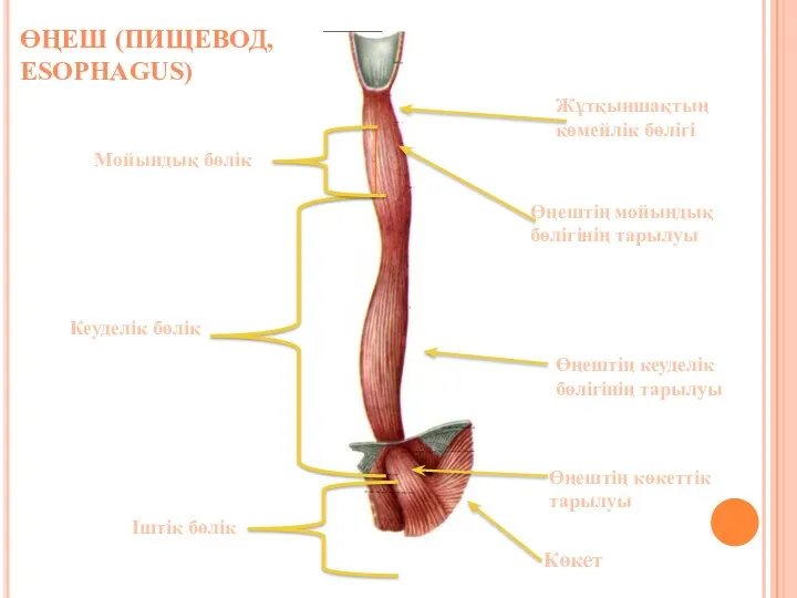 ӨҢЕШ (ПИЩЕВОД, ESOPHAGUS) Жұтқыншақтың көмейлік бөлігі Өңештің мойындық бөлігінің тарылуы