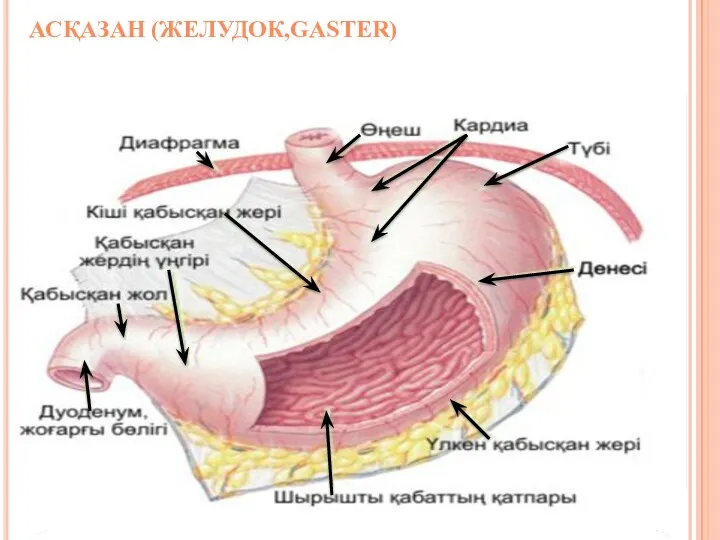 АСҚАЗАН (ЖЕЛУДОК,GASTER)