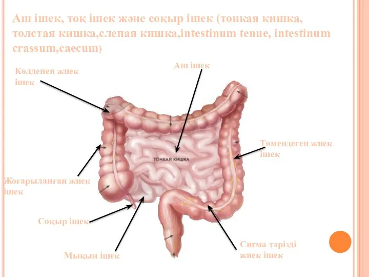 Аш ішек, тоқ ішек және соқыр ішек (тонкая кишка,толстая кишка,слепая