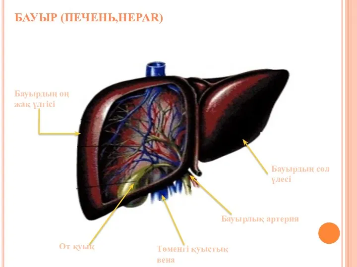 БАУЫР (ПЕЧЕНЬ,HEPAR) Өт қуық Бауырдың сол үлесі Бауырлық артерия Төменгі қуыстық вена Бауырдың оң жақ үлгісі