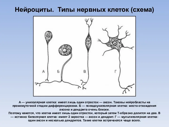 Нейроциты. Типы нервных клеток (схема) А — униполярная клетка: имеет