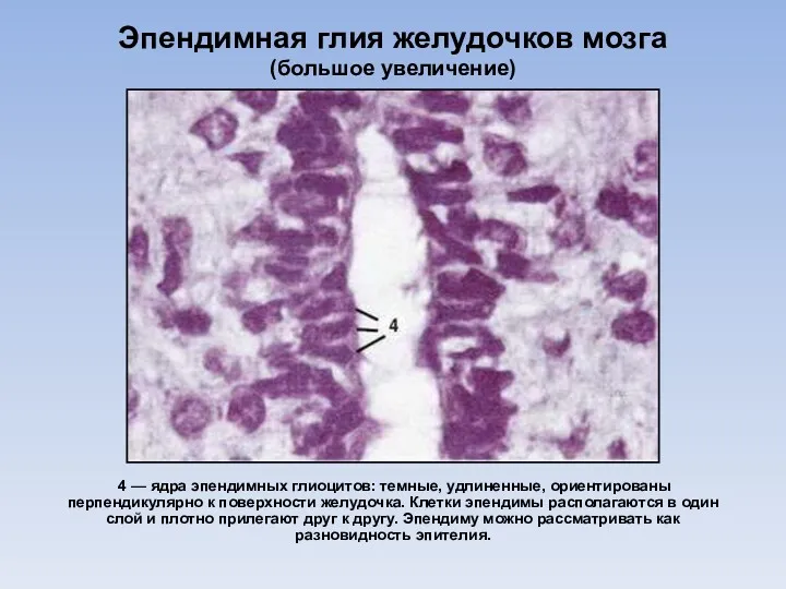 Эпендимная глия желудочков мозга (большое увеличение) 4 — ядра эпендимных глиоцитов: темные, удлиненные,