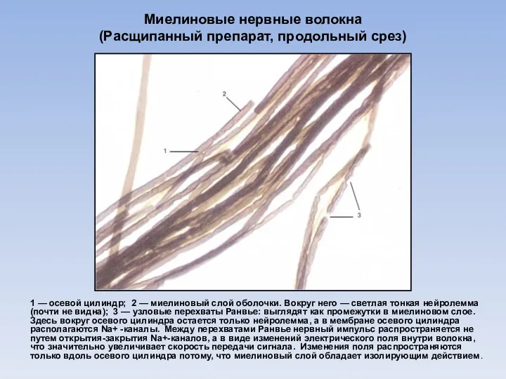 Миелиновые нервные волокна (Расщипанный препарат, продольный срез) 1 — осевой