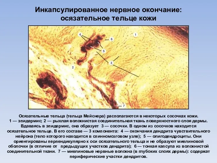 Инкапсулированное нервное окончание: осязательное тельце кожи Осязательные тельца (тельца Мейснера) располагаются в некоторых