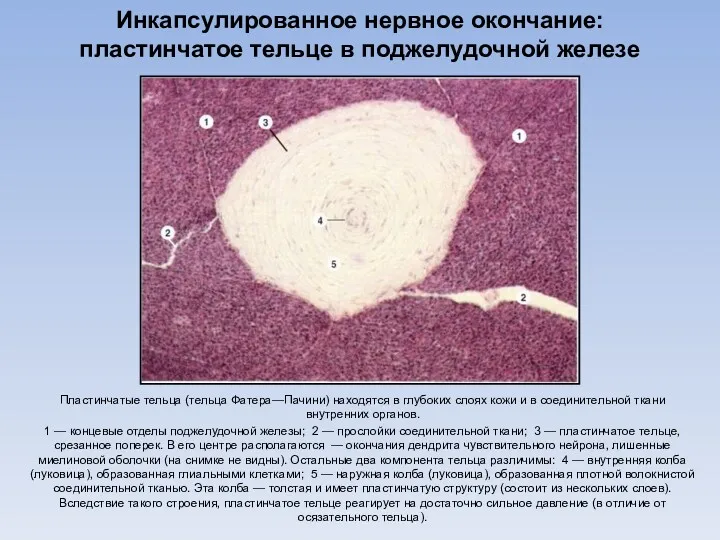 Инкапсулированное нервное окончание: пластинчатое тельце в поджелудочной железе Пластинчатые тельца (тельца Фатера—Пачини) находятся